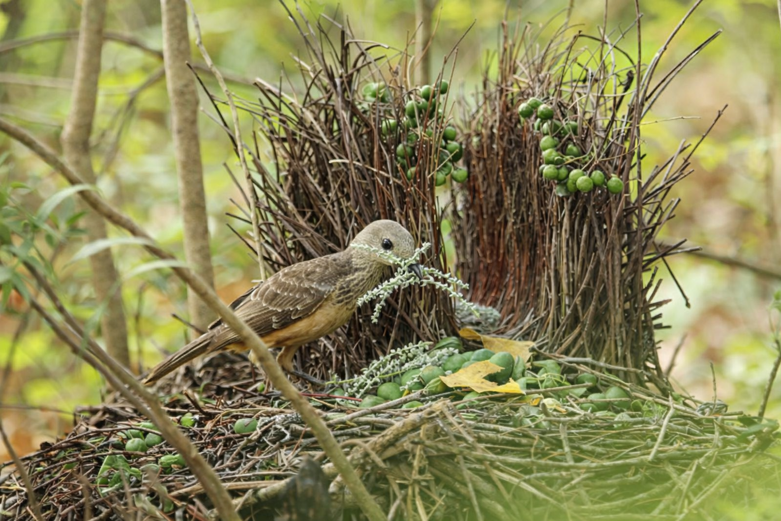 birdwatch_1