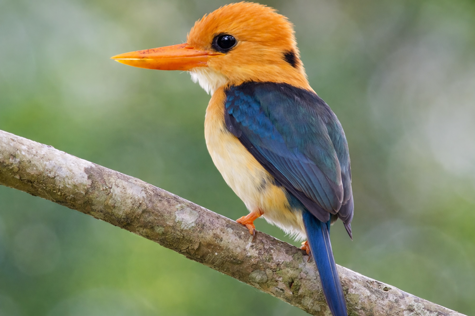birdwatch_3