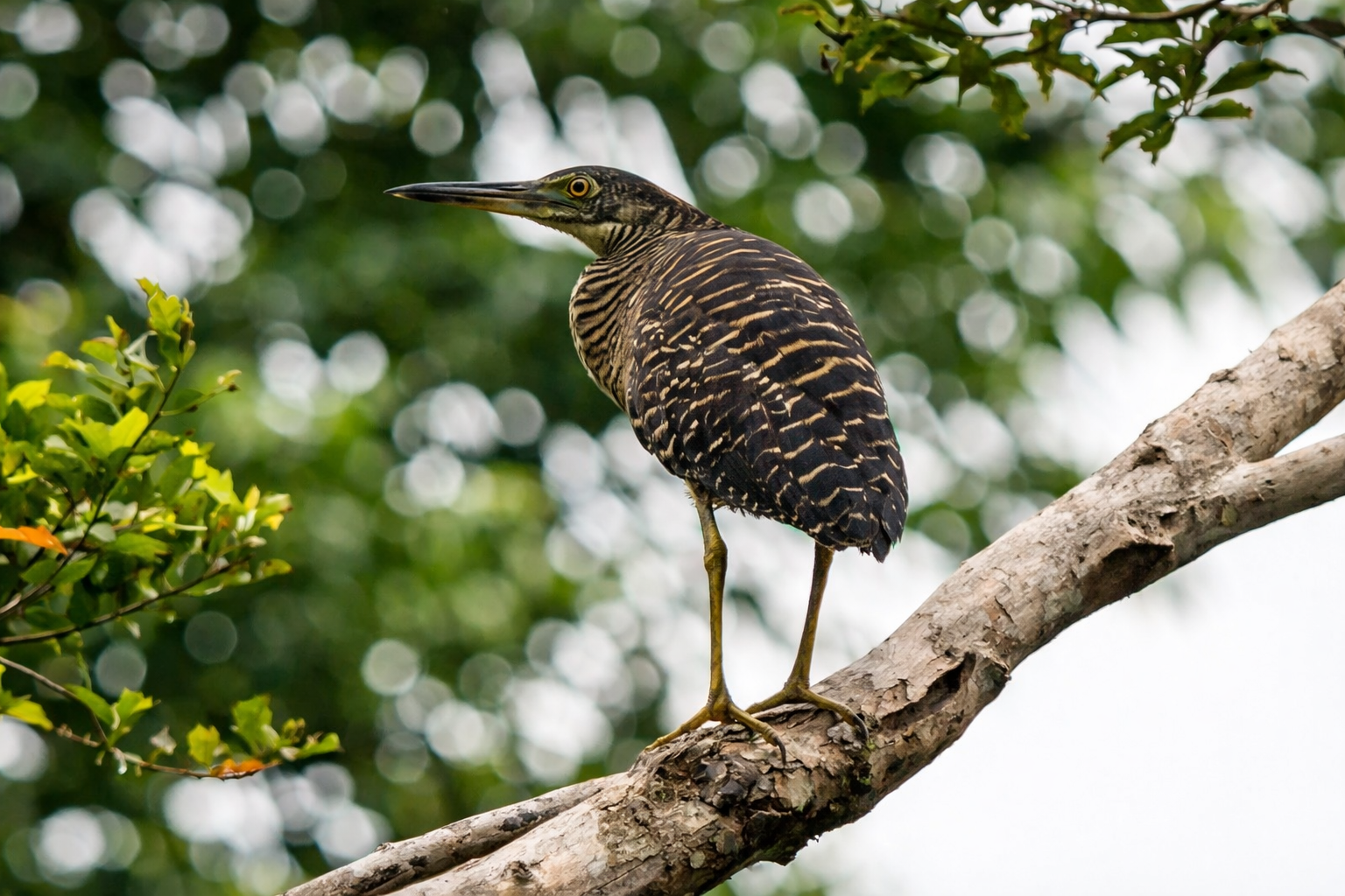 birdwatch_4