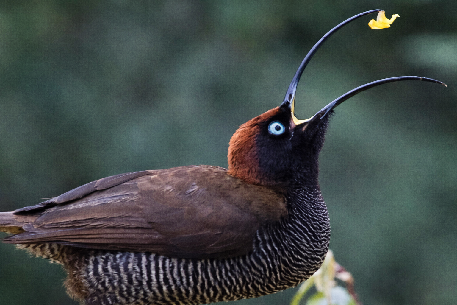 birdwatch_5