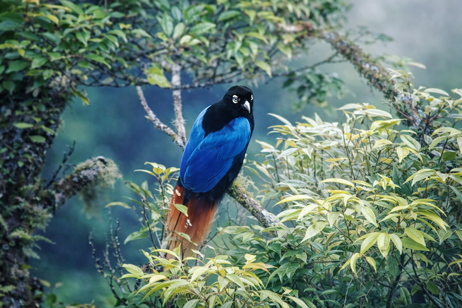 birdwatch_6