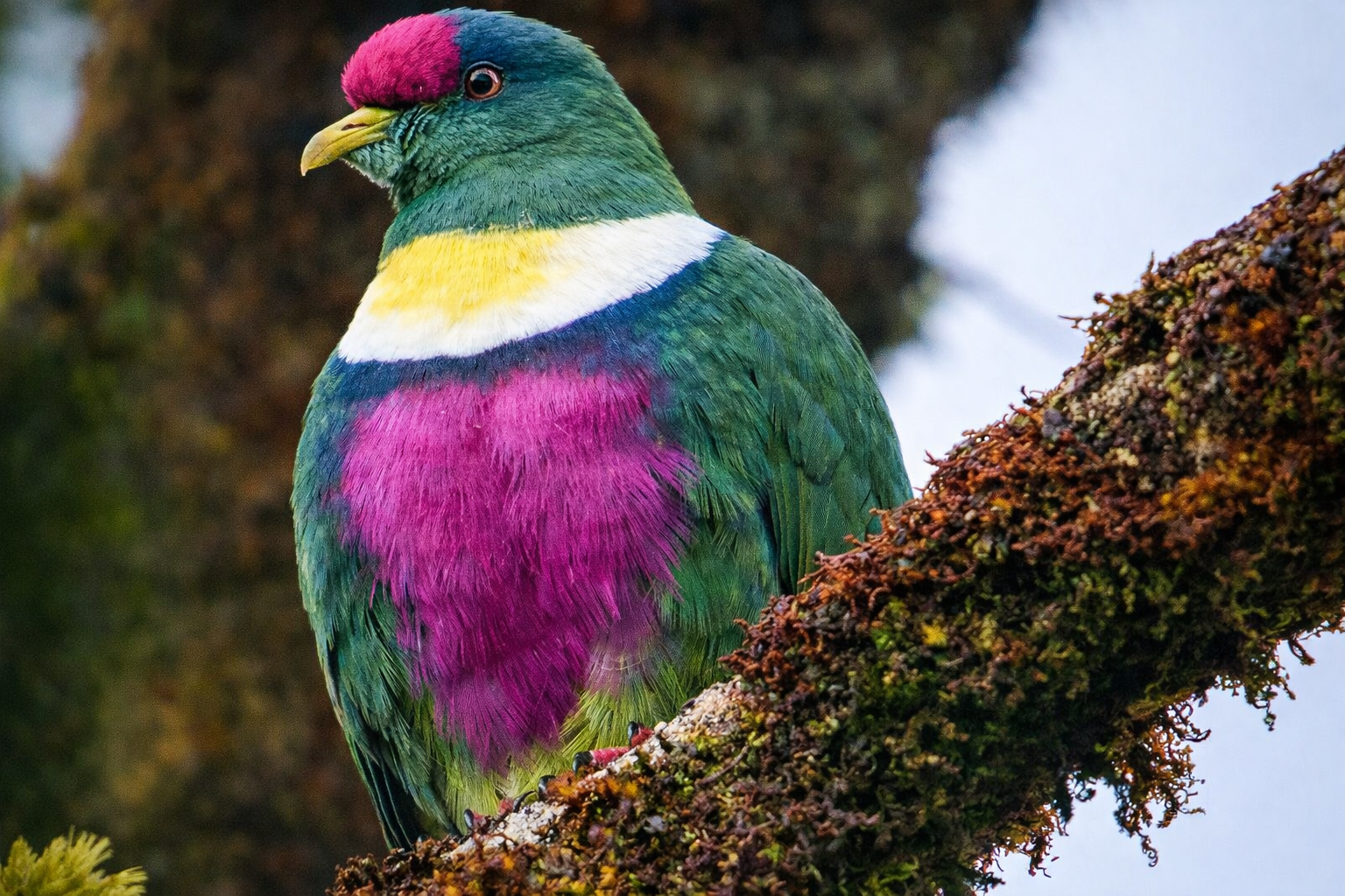 birdwatch_7