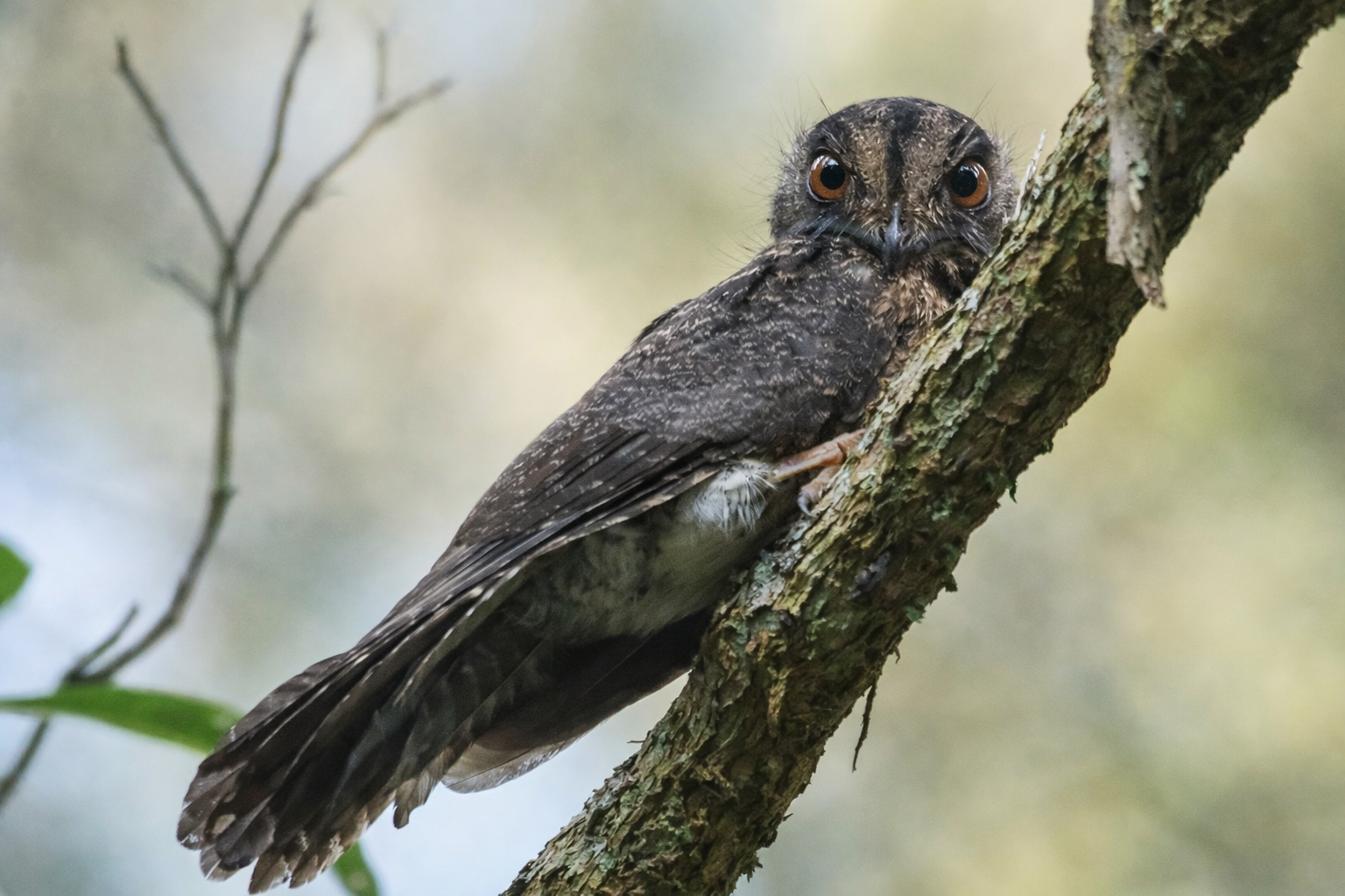 birdwatch_8