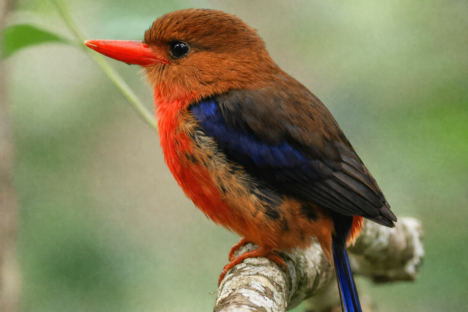 birdwatch_9