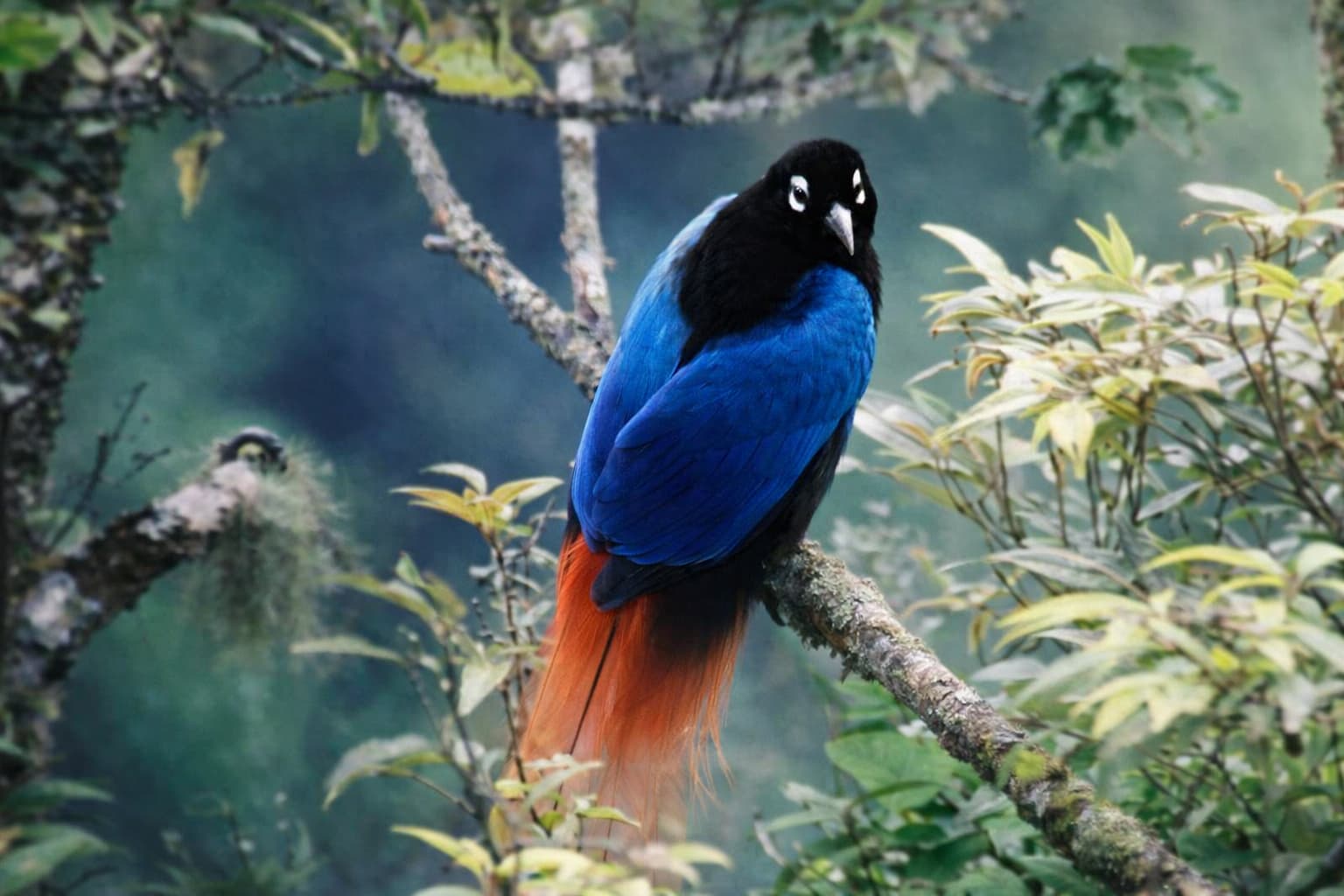 bird-2