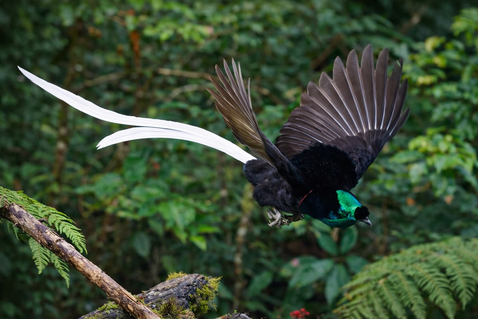 bird-7