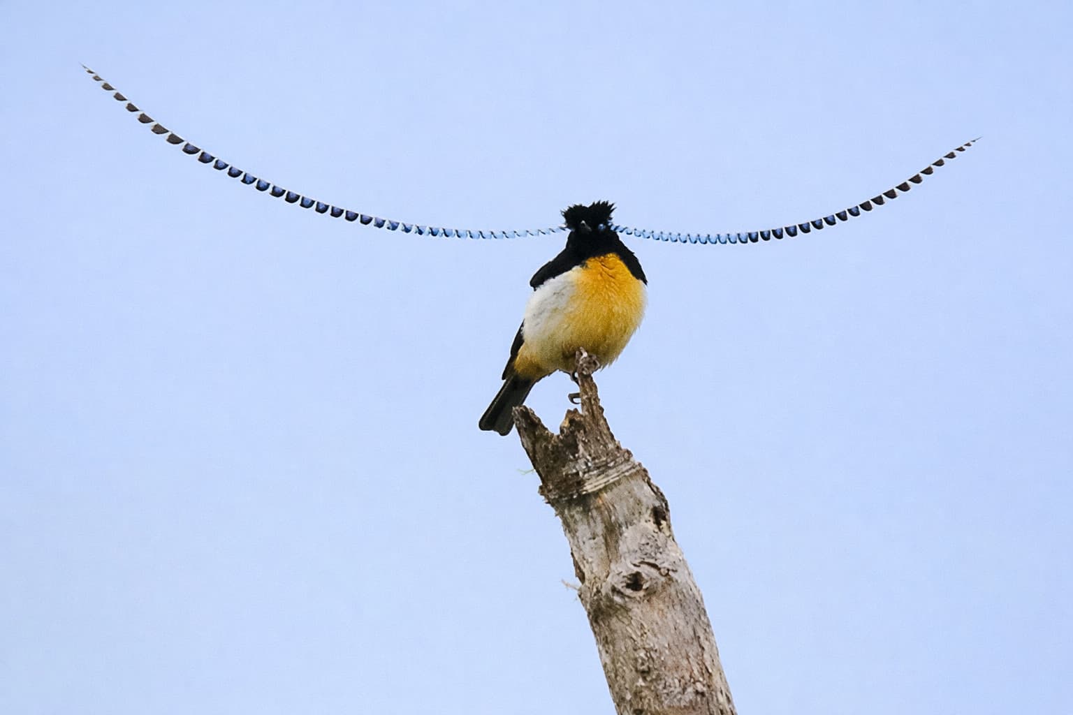 bird-8